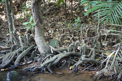 Gymnacranthera canarica